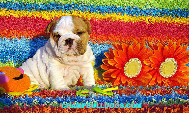 english bulldog puppies